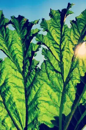Gunnera [Vinyl] Discount