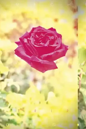 Trip [LP] Place Order