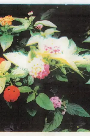Blooming Limited Offer