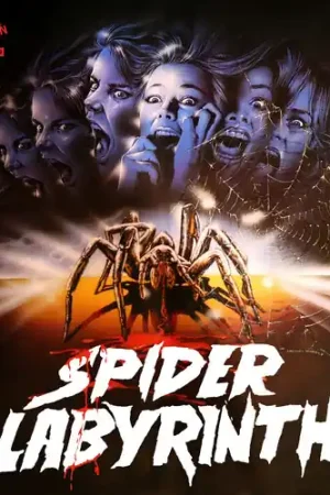 Bulk Order The Spider Labyrinth