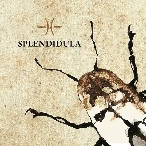 One Day Deal Splendidula