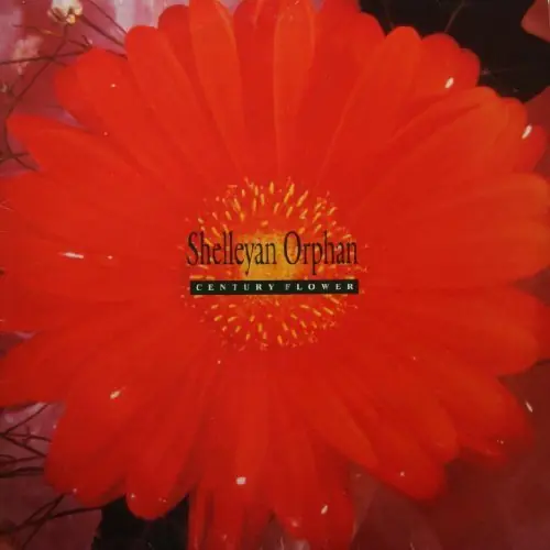 Century Flower Free Shipping